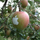 Image for article titled Apple Apples Are Not from Apple